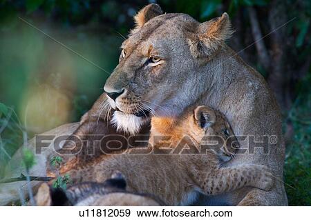 Stock Photo - Adult lioness lying on grass near bushes, with two cubs clambering on her, close up detail, Masai Mara, Kenya, East Africa. Fotosearch