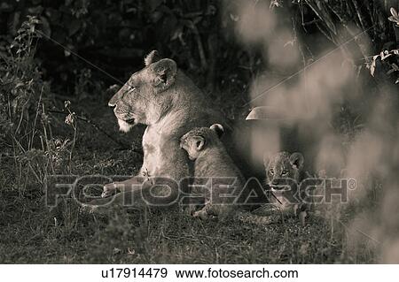 Stock Photo - Adult lioness lying on grass near bushes, with two cubs clambering on her, close up detail, monochrome, Masai Mara, Kenya, East Africa. Fotosearch