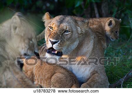 Adult lioness lying on grass near bushes, with two cubs clambering on her, growling at older cub, close up detail, Masai Mara, Kenya, East Africa View Large Photo Image Stock Photo - Adult lioness lying on grass near bushes, with two cubs clambering on her, growling at older cub, close up detail, Masai Mara, Kenya, East Africa. Fotosearch