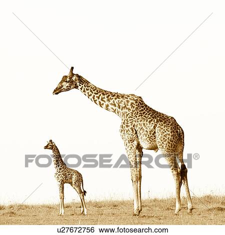 Adult male and baby giraffe, monochrome side view, with baby standing framed by arch of adult neck, Masai Mara, Kenya, East Africa View Large Photo Image Stock Photograph - Adult male and baby giraffe, monochrome side view, with baby standing framed by arch of adult neck, Masai Mara, Kenya, East Africa. Fotosearch