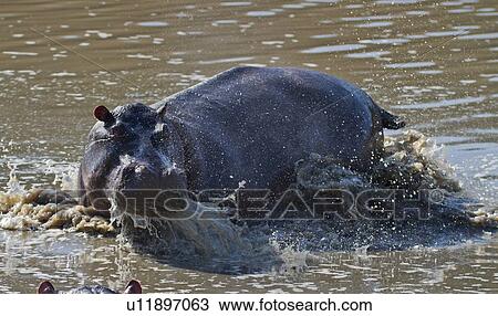 Stock Image - Adult male hippo splashing in river, sparring with another male as seen from above close up view, Masai Mara, Kenya, East Africa. Fotosearch