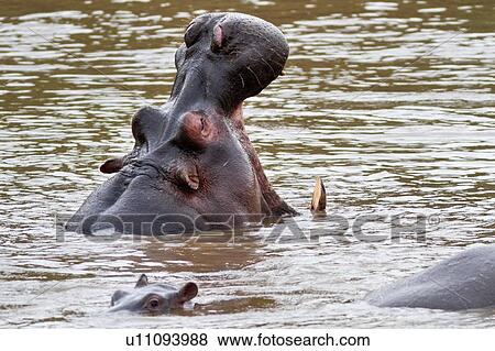 Adult male hippo yawning, close up detail of head as swims in river, Masai Mara, Kenya, East Africa View Large Photo Image Stock Photo - Adult male hippo yawning, close up detail of head as swims in river, Masai Mara, Kenya, East Africa. Fotosearch