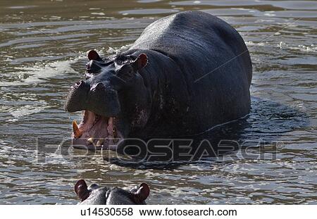 Adult male hippo yawning, wading in river, frontal close up detail view from above, Masai Mara, Kenya, East Africa View Large Photo Image Stock Photo - Adult male hippo yawning, wading in river, frontal close up detail view from above, Masai Mara, Kenya, East Africa. Fotosearch
