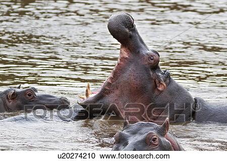 Adult male hippo yawning widely, surrounded by other hippos swimming in river, close up detail view, Masai Mara, Kenya, East Africa View Large Photo Image Stock Image - Adult male hippo yawning widely, surrounded by other hippos swimming in river, close up detail view, Masai Mara, Kenya, East Africa. Fotosearch