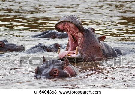 Adult male hippo yawning widely, surrounded by other hippos swimming in river, close up detail view, Masai Mara, Kenya, East Africa View Large Photo Image Stock Photo - Adult male hippo yawning widely, surrounded by other hippos swimming in river, close up detail view, Masai Mara, Kenya, East Africa. Fotosearch