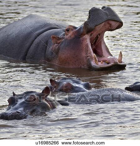 Stock Photograph - Adult male hippo yawning widely, surrounded by other hippos swimming in river, close up detail view, Masai Mara, Kenya, East Africa. Fotosearch
