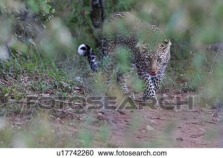 Stock Image - Adult male leopard, licking lips, walking toward viewer in woodland, frontal close up, Masai Mara, Kenya, East Africa. Fotosearch