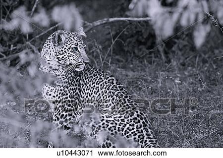Adult male leopard sitting in woodland, side view close up detail, monochrome with blue eyes, Masai Mara, Kenya, East Africa View Large Photo Image Stock Image - Adult male leopard sitting in woodland, side view close up detail, monochrome with blue eyes, Masai Mara, Kenya, East Africa. Fotosearch