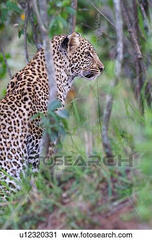 Stock Image - Adult male leopard sitting in woodland, side view close up detail, Masai Mara, Kenya, East Africa. Fotosearch