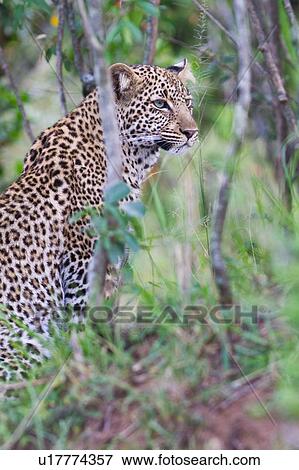 Stock Photo - Adult male leopard sitting in woodland, side view close up detail, Masai Mara, Kenya, East Africa. Fotosearch