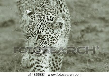 Adult male leopard walking toward viewer in woodland, frontal detail close up, monochrome, Masai Mara, Kenya, East Africa View Large Photo Image Stock Image - Adult male leopard walking toward viewer in woodland, frontal detail close up, monochrome, Masai Mara, Kenya, East Africa. Fotosearch