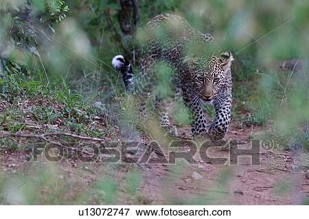 Stock Photo - Adult male leopard walking toward viewer in woodland, frontal close up, Masai Mara, Kenya, East Africa. Fotosearch