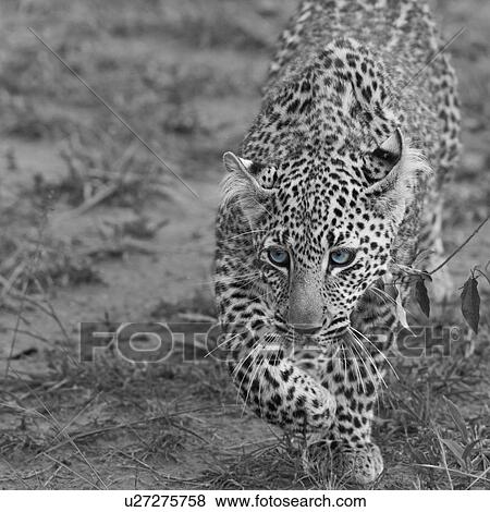 Stock Photo - Adult male leopard walking toward viewer in woodland, frontal detail close up, monochrome with blue eyes, Masai Mara, Kenya, East Africa. Fotosearch