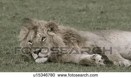 Stock Image - Adult male lion, monochrome detail view of face and front, lying on grass, Masai Mara, Kenya, East Africa. Fotosearch