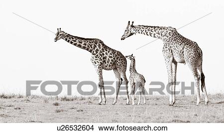 Adult pair of giraffes with baby, male sniffing female in pre-courtship behavior, monochrome, Masai Mara, Kenya, East Africa View Large Photo Image Picture - Adult pair of giraffes with baby, male sniffing female in pre-courtship behavior, monochrome, Masai Mara, Kenya, East Africa. Fotosearch