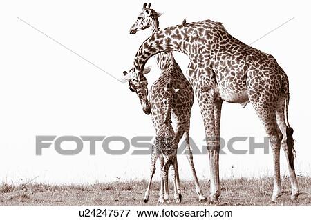 Adult pair of giraffes with baby, male sniffing female in pre-courtship behavior, monochrome, Masai Mara, Kenya, East Africa View Large Photo Image Stock Photo - Adult pair of giraffes with baby, male sniffing female in pre-courtship behavior, monochrome, Masai Mara, Kenya, East Africa. Fotosearch