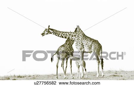 Stock Image - Adult pair of giraffes with baby nursing, male prehensile lip pre-courtship behavior, monochrome, Masai Mara, Kenya, East Africa. Fotosearch