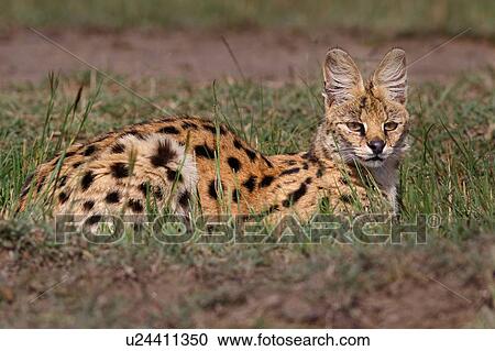 Stock Image - Adult serval lying in grass, close up side view, Masai Mara, Kenya, East Africa. Fotosearch