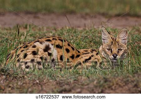 Stock Photo - Adult serval lying in grass, close up side view, Masai Mara, Kenya, East Africa. Fotosearch