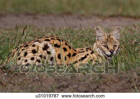 Adult serval lying in grass, close up side view, Masai Mara, Kenya, East Africa View Large Photo Image Stock Photo - Adult serval lying in grass, close up side view, Masai Mara, Kenya, East Africa. Fotosearch