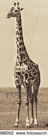 Adult single giraffe, vertical pano monochrome close up of giraffe standing on short grass, Masai Mara, Kenya, East Africa View Large Photo Image Stock Image - Adult single giraffe, vertical pano monochrome close up of giraffe standing on short grass, Masai Mara, Kenya, East Africa. Fotosearch