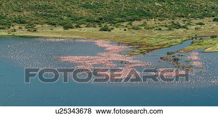 Stock Photo - Aerial panorama view of Lake Bogoria with huge flocks of flamingoes creating pink swirls against blue water's edge, Kenya, East Africa. Fotosearch
