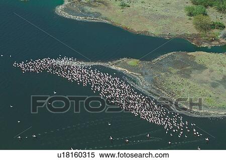 Stock Photography - Aerial view of Lake Bogoria with huge flocks of flamingoes creating pink swirls against blue water's edge, Kenya, East Africa. Fotosearch