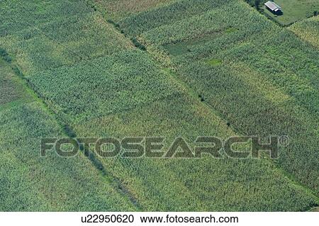 Aerial view of lush green maize farm, planting creating vivid diagonal lines, Kenya, East Africa View Large Photo Image Stock Image - Aerial view of lush green maize farm, planting creating vivid diagonal lines, Kenya, East Africa. Fotosearch