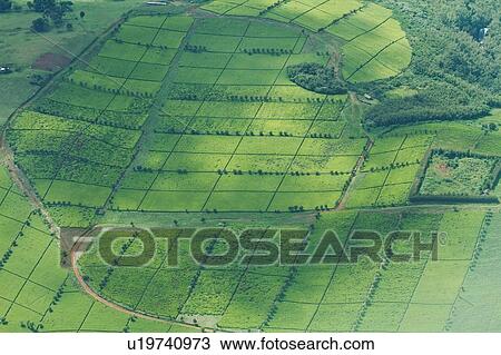 Aerial view of lush green tea plantations, creating dramatic patterns, Kenya, East Africa View Large Photo Image Stock Image - Aerial view of lush green tea plantations, creating dramatic patterns, Kenya, East Africa. Fotosearch