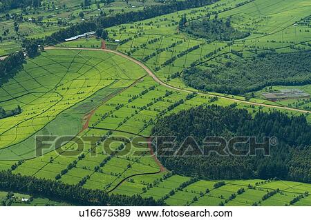 Stock Photo - Aerial view of lush green tea plantations, creating dramatic patterns, Kenya, East Africa. Fotosearch
