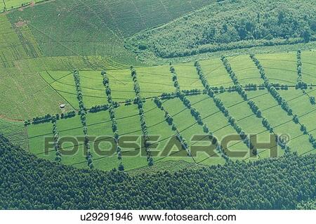 Stock Photograph - Aerial view of lush green tea plantations, creating dramatic patterns, Kenya, East Africa. Fotosearch