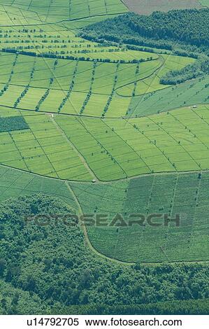 Aerial view of lush green tea plantations, creating dramatic patterns, Kenya, East Africa View Large Photo Image Stock Photography - Aerial view of lush green tea plantations, creating dramatic patterns, Kenya, East Africa. Fotosearch