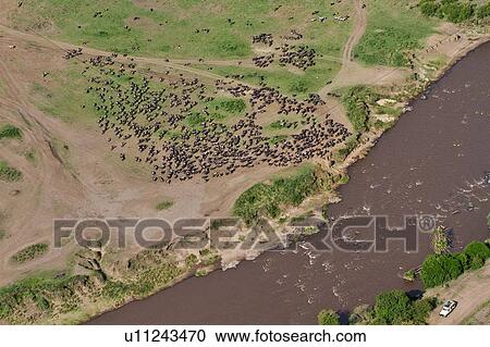 Aerial view of Masai Mara plain, with herd of wildebeest massing at river edge, single safari jeep on other side, Masai Mara, Kenya, East Africa View Large Photo Image Stock Image - Aerial view of Masai Mara plain, with herd of wildebeest massing at river edge, single safari jeep on other side, Masai Mara, Kenya, East Africa. Fotosearch