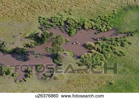 Stock Image - Aerial view of Masai Mara plain, with group of zebra in water, Masai Mara, Kenya, East Africa. Fotosearch
