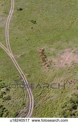 Aerial view of Masai Mara plain, with herd of impala, curving dust road, Masai Mara, Kenya, East Africa View Large Photo Image Stock Photo - Aerial view of Masai Mara plain, with herd of impala, curving dust road, Masai Mara, Kenya, East Africa. Fotosearch