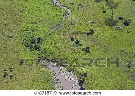 Stock Photo - Aerial view of Masai Mara plain, with herd of elephant at water, Masai Mara, Kenya, East Africa.. Fotosearch
