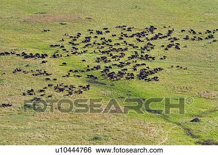 Aerial view of Masai Mara plain, with herd of Cape Buffalo, Masai Mara, Kenya, East Africa View Large Photo Image Stock Photograph - Aerial view of Masai Mara plain, with herd of Cape Buffalo, Masai Mara, Kenya, East Africa. Fotosearch