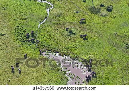 Aerial view of Masai Mara plain, with herd of elephant at water, Masai Mara, Kenya, East Africa. View Large Photo Image Stock Photograph - Aerial view of Masai Mara plain, with herd of elephant at water, Masai Mara, Kenya, East Africa.. Fotosearch