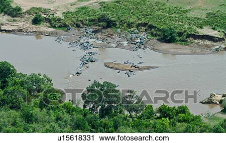 Stock Image - Aerial view of river Mara with hippos swimming, green trees on each side, Masai Mara, Kenya, East Africa. Fotosearch