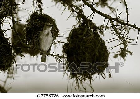 Stock Photograph - African golden weaver bird perching on branch beside nest, monochrome view, close up, Masai Mara, Kenya, East Africa. Fotosearch