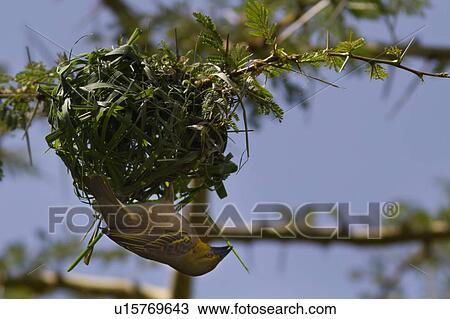 Stock Image - African golden weaver bird perching upside down on nest, with grass stalk in beak as it builds its nest, Masai Mara, Kenya, East Africa. Fotosearch