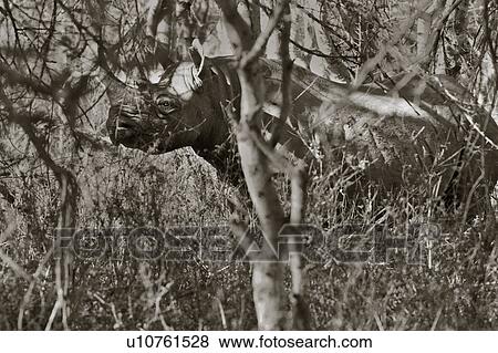 Black rhino standing and partially hidden, in undergrowth, monochrome image, Lewa Downs, Kenya, East Africa View Large Photo Image Stock Photo - Black rhino standing and partially hidden, in undergrowth, monochrome image, Lewa Downs, Kenya, East Africa. Fotosearch