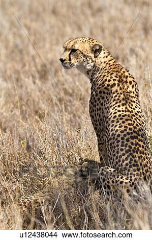 Picture - Close up back view of female cheetah sitting in long dry grass with cub nursing, Lewa Downs, Kenya, East Africa. Fotosearch