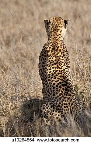 Picture - Close up back view of female cheetah sitting in long dry grass with cub nursing, Lewa Downs, Kenya, East Africa. Fotosearch