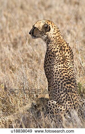 Close up back view of female cheetah sitting in long dry grass with cub nursing, Lewa Downs, Kenya, East Africa View Large Photo Image Stock Photo - Close up back view of female cheetah sitting in long dry grass with cub nursing, Lewa Downs, Kenya, East Africa. Fotosearch