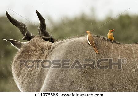 Close up desaturated view of large male eland, detail of back, with two oxpecker birds perching amid swarm of flies, Masai Mara, Kenya, East Africa View Large Photo Image Stock Photograph - Close up desaturated view of large male eland, detail of back, with two oxpecker birds perching amid swarm of flies, Masai Mara, Kenya, East Africa. Fotosearch