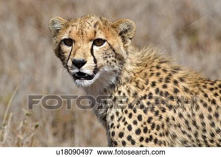Stock Photo - Close up detail -face of young cheetah standing in long, dry grass, Lewa Downs, Kenya, East Africa. Fotosearch