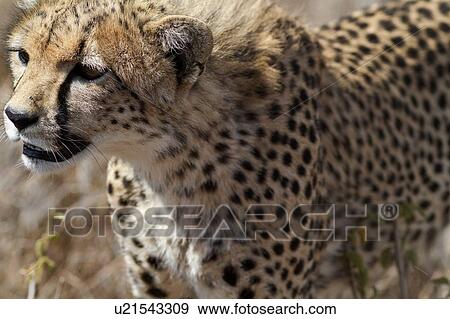 Close up detail frontal-side view of young cheetah standing in long, dry grass, Lewa Downs, Kenya, East Africa View Large Photo Image Stock Photo - Close up detail frontal-side view of young cheetah standing in long, dry grass, Lewa Downs, Kenya, East Africa. Fotosearch