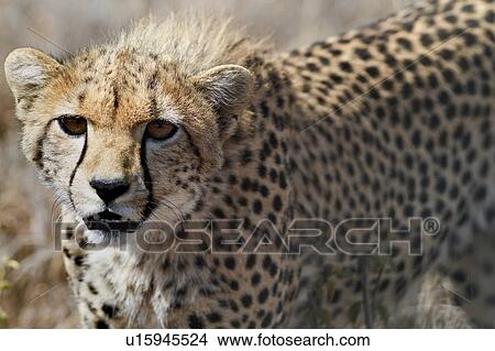 Close up detail frontal view of young cheetah walking in long, dry grass towards viewer, Lewa Downs, Kenya, East Africa View Large Photo Image Picture - Close up detail frontal view of young cheetah walking in long, dry grass towards viewer, Lewa Downs, Kenya, East Africa. Fotosearch