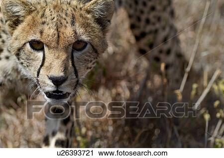 Close up detail frontal view of young cheetah walking in long, dry grass towards viewer, Lewa Downs, Kenya, East Africa View Large Photo Image Stock Image - Close up detail frontal view of young cheetah walking in long, dry grass towards viewer, Lewa Downs, Kenya, East Africa. Fotosearch